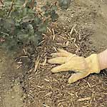 Mulching to prevent weeds.