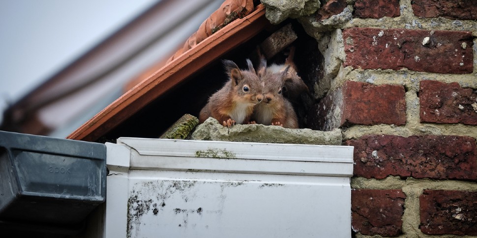 animals under your shed