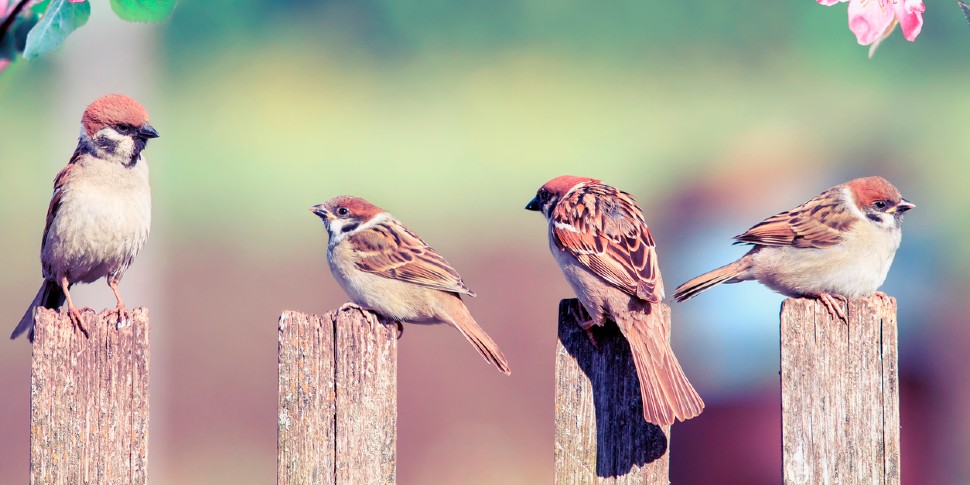 birds in the yard