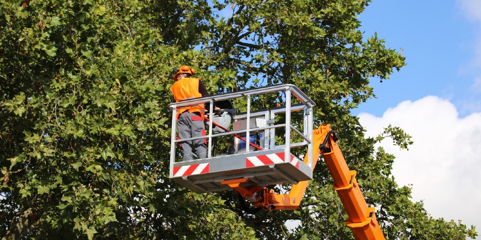 cutting trees