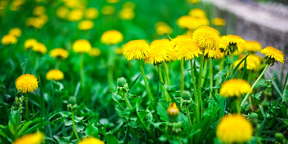 dandelions