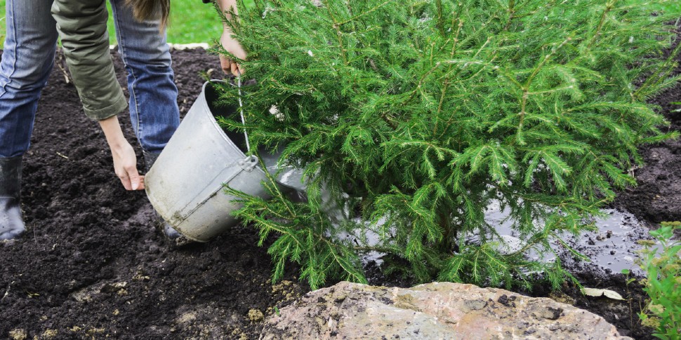 lawn fertilizing