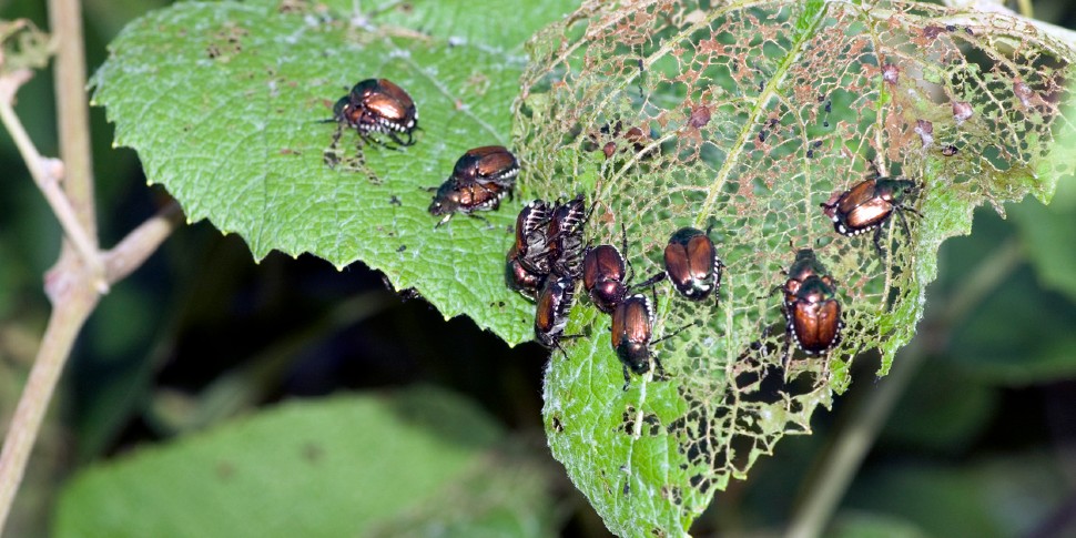 japanese beetles