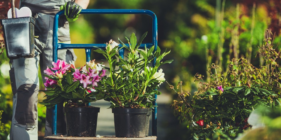 landscaping garden