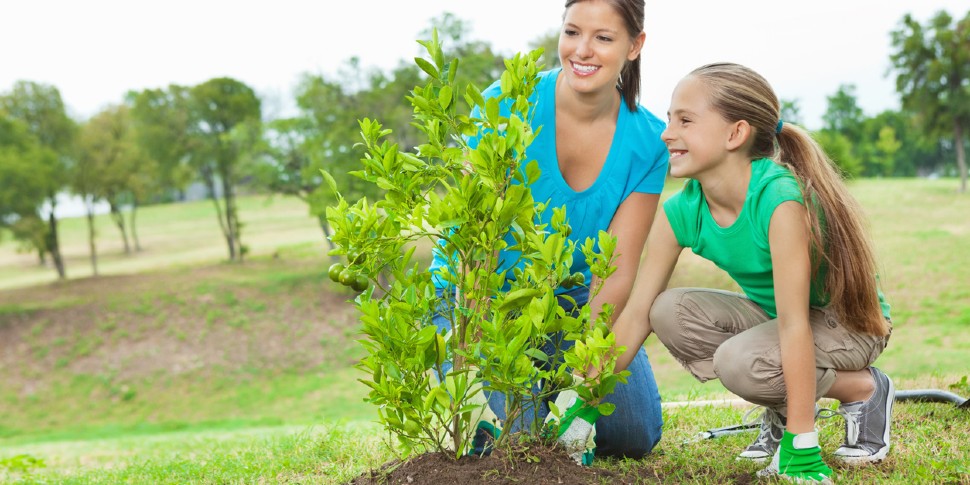 planting tree