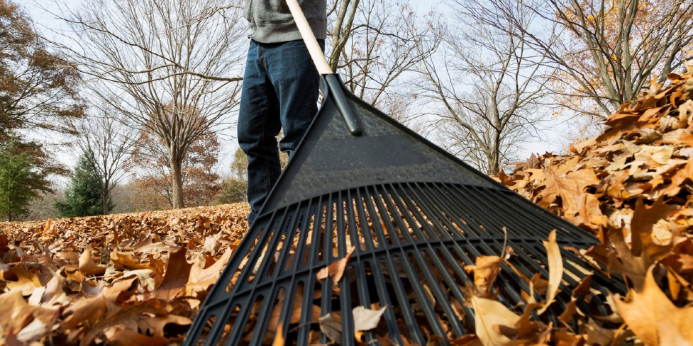 raking leaves