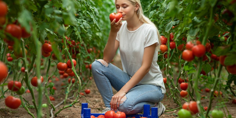 tomatoes