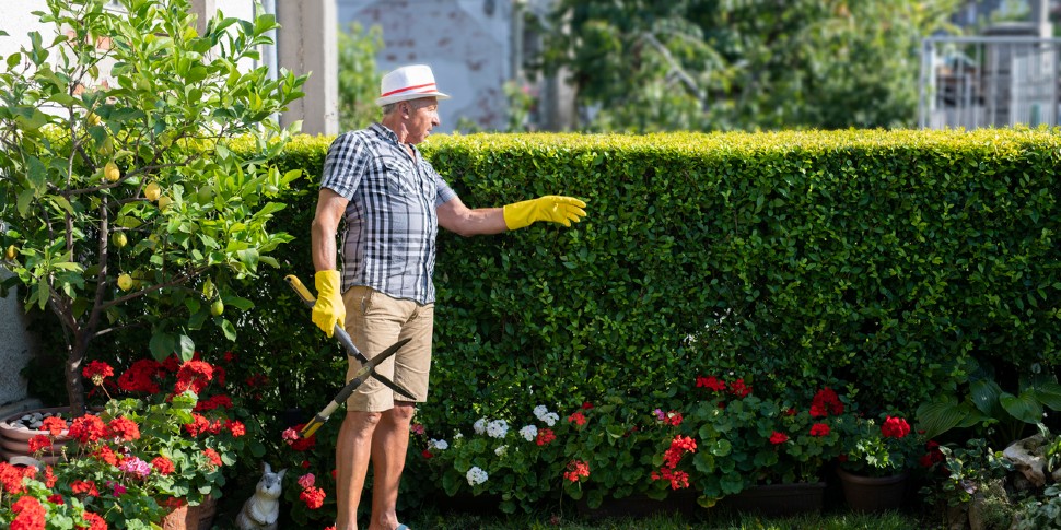 hedge trimming