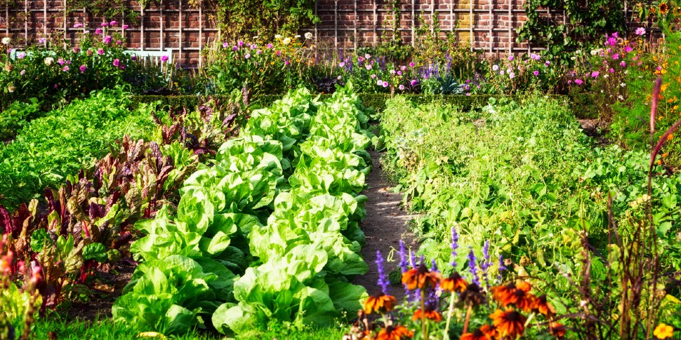 vegetable garden