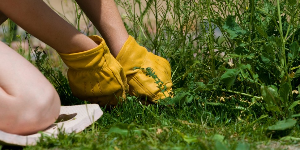 weeding the lawn