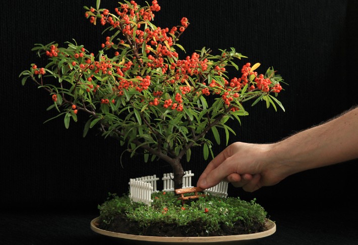 Useful Bonsai Tree Growing Kit Succulent Gardening Tools Set of 6 Practical Q 