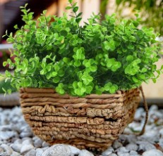 boxwood shrubs reviews