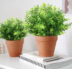 boxwood shrubs reviews