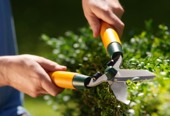 Boxwood and & Hedge Shears for Trimming Borders Details about   Colwelt Hedge Clippers 21'' 