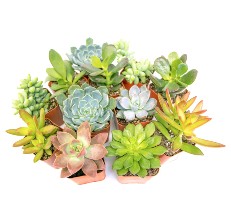 succulent plant reviews