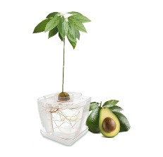 avocado growing kit reviews