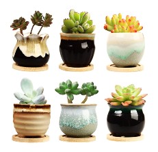 succulent pot reviews