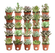 succulent plant reviews