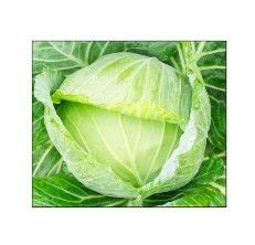 Ask Cabbage Rio Round    1,000 seeds  Need More 