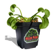 How to Care for a Venus Fly Trap in 2024