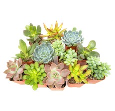 The Top Succulent Plants for 2024 - Garden Gate Top Picks