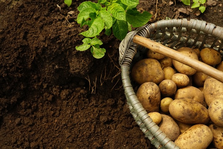 https://www.gardengatemagazine.com/review/wp-content/uploads/2021/08/Potato-Grow-Bag.jpg