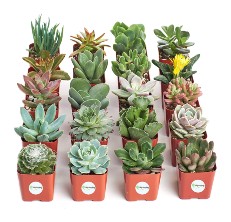 succulent plant reviews