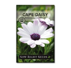 daisy seed reviews