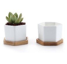 succulent pot reviews