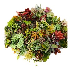 succulent plant reviews