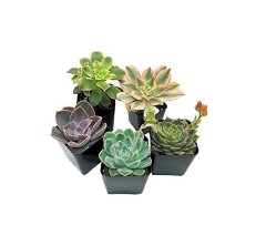 succulent plant reviews