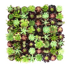 succulent plant reviews