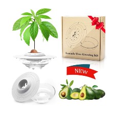 avocado growing kit reviews