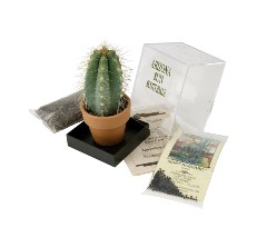 Juego de plantación de mini-invernadero semillas de cactus y tierra Pleiospilos Nelii GROW2GO Cactus Starter Kit idea de regalo sostenible para los amantes de las plantas 
