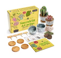 Bliss Gardens Terrarium DIY Succulent/Cactus Kit Small 