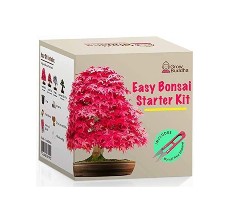 grow buddha bonsai kit reviews