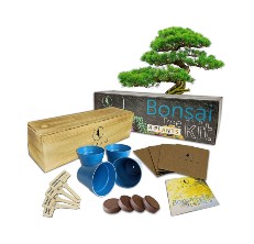 loako bonsai starter kit reviews