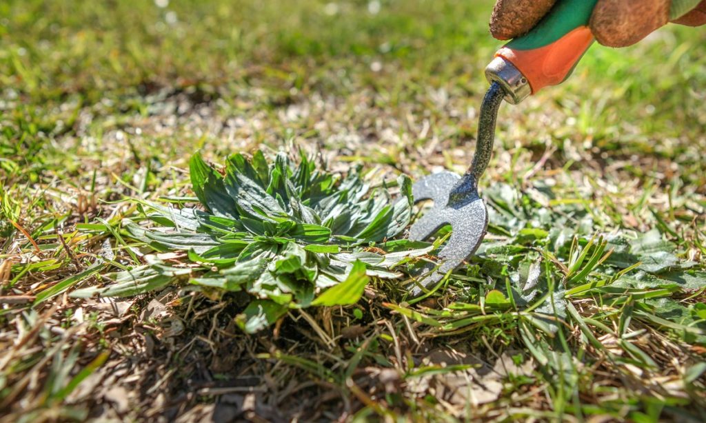 Ridding Weeds gg Ways to get rid of weeds from your garden