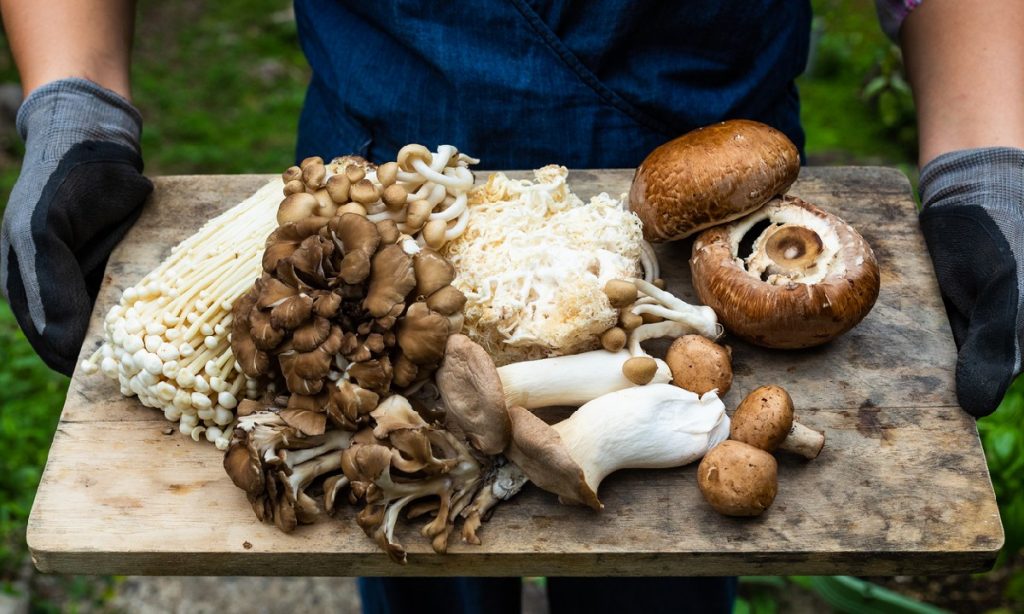 growing-mushroom-gg How to Get Started Growing Mushrooms