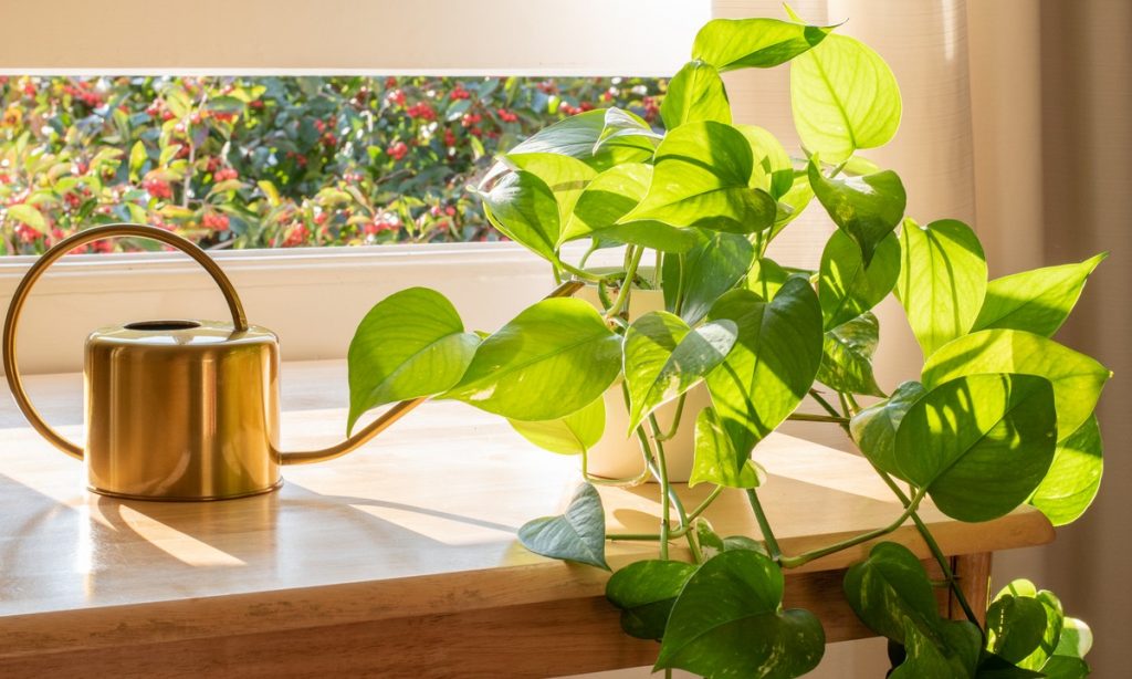 ivy plant gg Transforming indoor and outdoor spaces