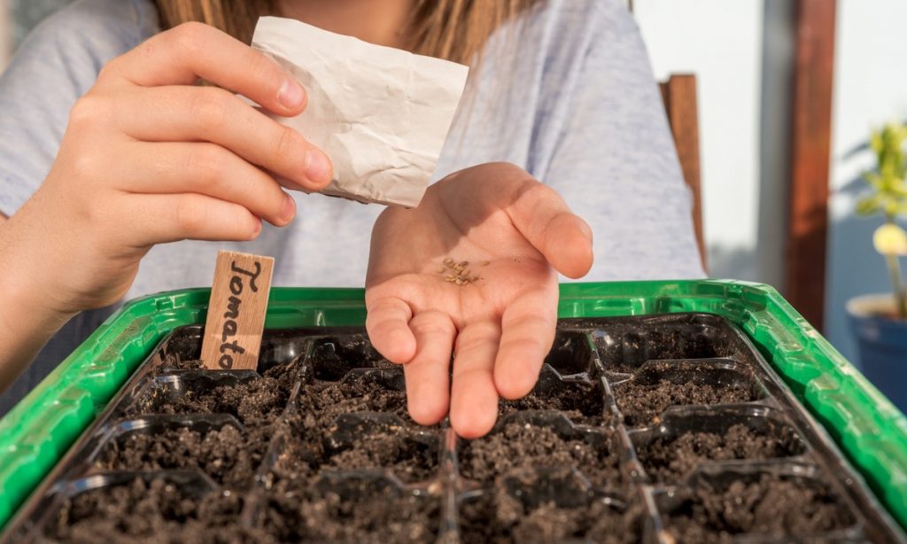 planting tomato seeds gg Best ways to consume home grown tomatoes
