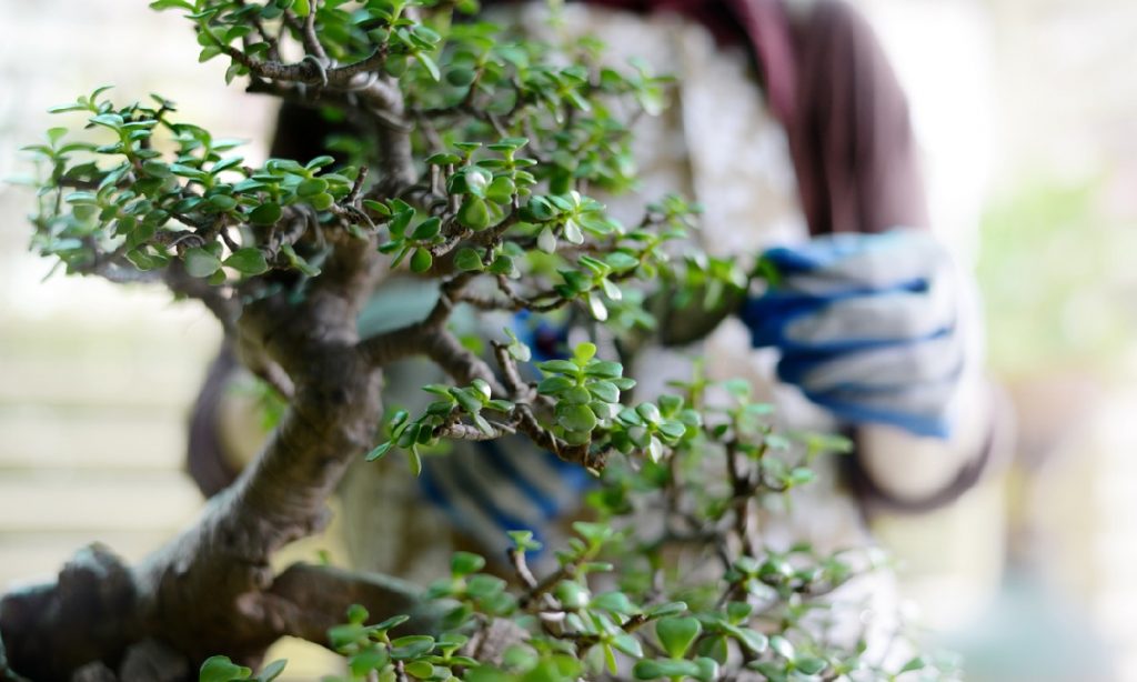 bonsai tree kit – gg Tips on what Is included in a bonsai tree kit