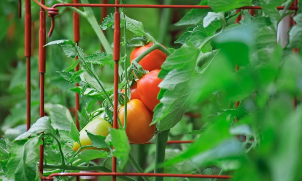 Benefits of using a tomato cage