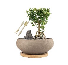 bonsai tree pot reviews