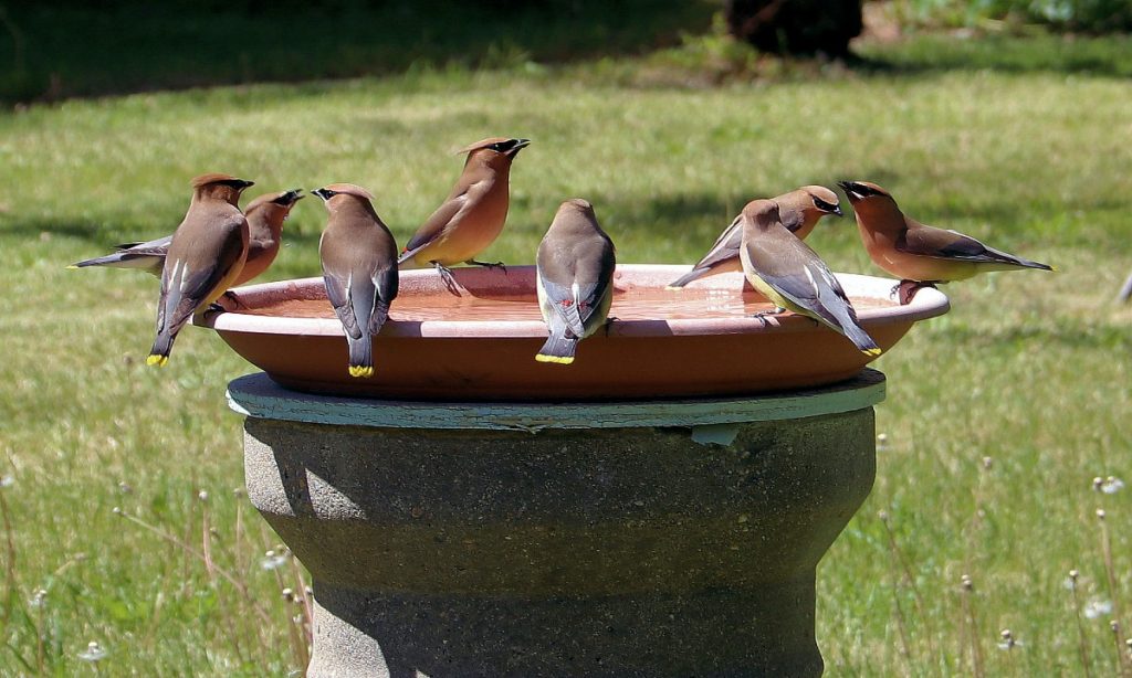 best bird bath bowls