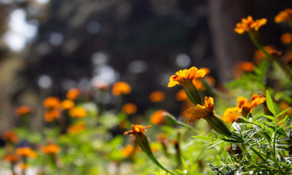 best edible flower mix