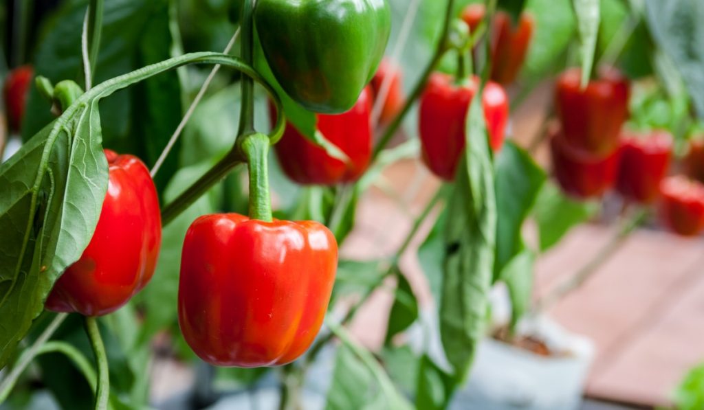 indoor pepper growing kit-gardengate Top Indoor Pepper Growing Kits