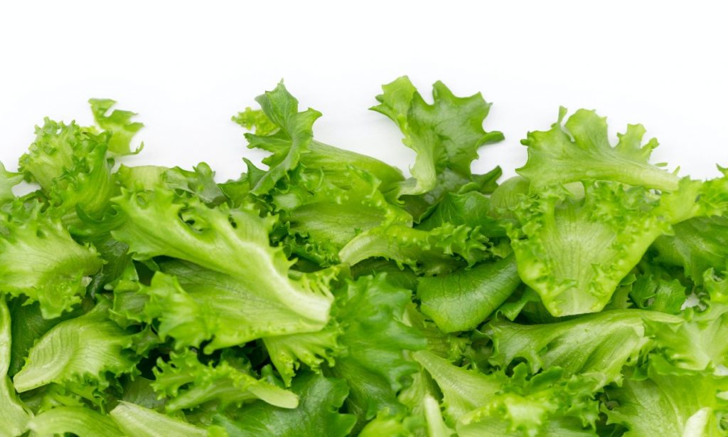 Top quality lettuce seeds