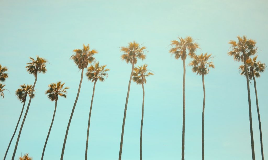 Can Palm Trees Survive in NonTropical Climates? Garden Gate Magazine