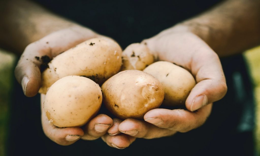 best potato grow bags